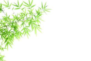 Fresh and grenn bamboo leaves background photo