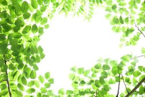 natural leaves branches and trees background. photo