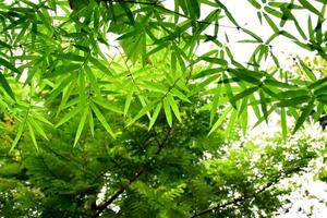 fondo de hojas de bambú fresco y verde foto