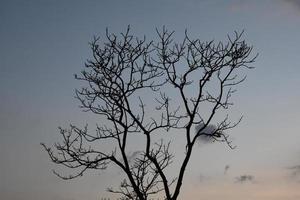 Dry trees against a mountain backdrop in the morning of the day. photo