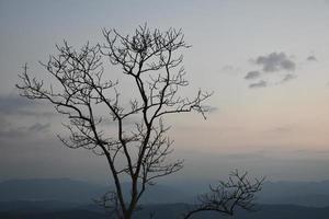 Dry trees against a mountain backdrop in the morning of the day. photo