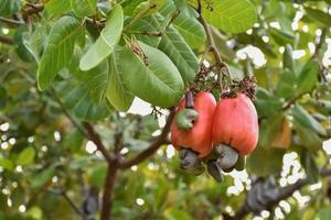 Asian ripe cashew apple fruits hanging on branches ready to be harvested by farmers. Soft and selective focus. photo