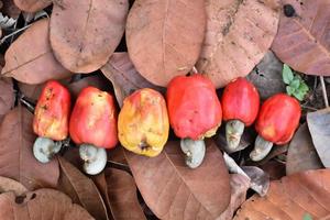 Asian ripe cashew apple fruits hanging on branches ready to be harvested by farmers. Soft and selective focus. photo