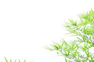 Fresh and grenn bamboo leaves background photo