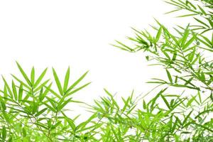 Fresh and grenn bamboo leaves background photo