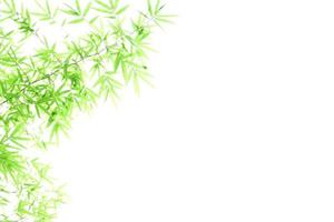 Fresh and grenn bamboo leaves background photo