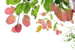natural leaves branches and trees background. photo
