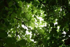 natural leaves branches and trees background. photo