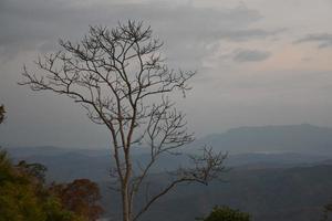 Dry trees against a mountain backdrop in the morning of the day. photo