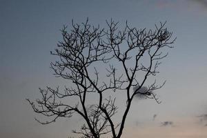 Dry trees against a mountain backdrop in the morning of the day. photo