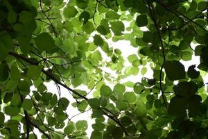 natural leaves branches and trees background. photo