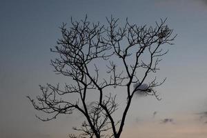 Dry trees against a mountain backdrop in the morning of the day. photo