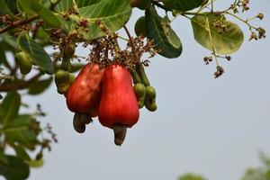 Asian ripe cashew apple fruits hanging on branches ready to be harvested by farmers. Soft and selective focus. photo