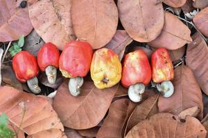 Asian ripe cashew apple fruits hanging on branches ready to be harvested by farmers. Soft and selective focus. photo