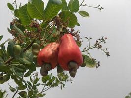 Asian ripe cashew apple fruits hanging on branches ready to be harvested by farmers. Soft and selective focus. photo