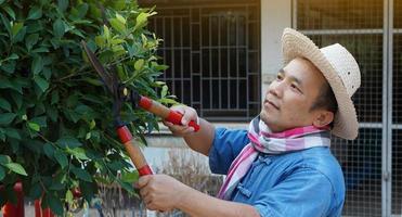 un hombre asiático de mediana edad está usando tijeras de podar para cortar y cuidar el arbusto y el ficus en su área de origen, enfoque suave y selectivo, concepto de actividad de tiempo libre. foto