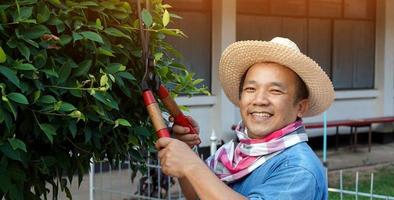 un hombre asiático de mediana edad está usando tijeras de podar para cortar y cuidar el arbusto y el ficus en su área de origen, enfoque suave y selectivo, concepto de actividad de tiempo libre. foto