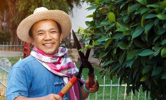 un hombre asiático de mediana edad está usando tijeras de podar para cortar y cuidar el arbusto y el ficus en su área de origen, enfoque suave y selectivo, concepto de actividad de tiempo libre. foto