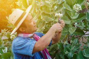 Asian middle aged man is using pruning shears to cut and look after the bush and ficus tree in his home area, Soft and selective focus, free times activity concept. photo