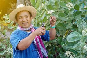 un hombre asiático de mediana edad está usando tijeras de podar para cortar y cuidar el arbusto y el ficus en su área de origen, enfoque suave y selectivo, concepto de actividad de tiempo libre. foto