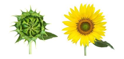 Isolated single sunflower with clipping paths. photo