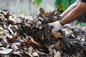 Closeup view of asian male doing the compost from rotten and dry leaves which fell down under the trees in the backyard of his house, soft and selective focus. photo