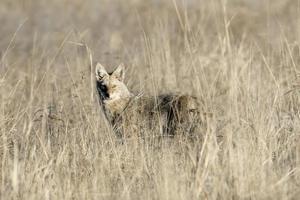 Alert coyote in the tall grass. photo