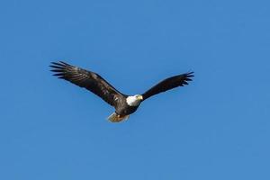 Bald eagle soaring up in the sky.
