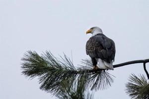 Bald eagle perched on a branch in Idaho. photo