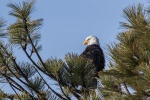 Bald eagle nestled in a tree top. photo