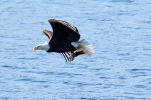 Eagle flying low with fish.