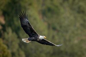 Bald eagle soaring low near the trees. photo