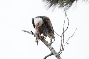 Bald eagle strips the skin from a fish.