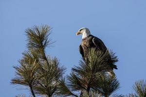 Alert eagle in a tree top. photo
