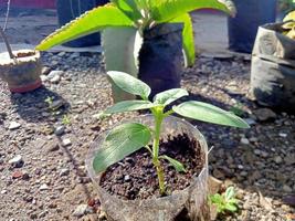 sunflower seeds photo