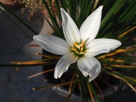 foto de flor de enfoque con un poco de desenfoque