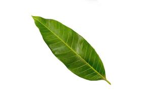 One mango leaf on a white background photo