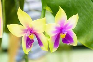 Orchidaceae es una familia diversa y extendida de plantas con flores, con flores que a menudo son coloridas y a menudo fragantes. foto