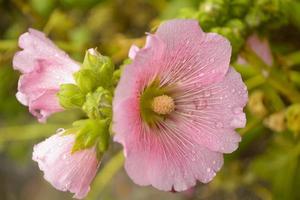 Hollyhock flower in the garden. photo