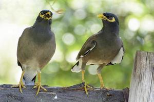 a myna le gusta vivir en pareja foto