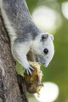 Squirrels eat bananas on the tree. It's beautiful photo