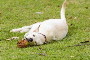 el perro está jugando con el coco que es divertido. foto