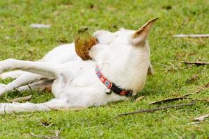 el perro está jugando con el coco. el perro parece divertido. foto