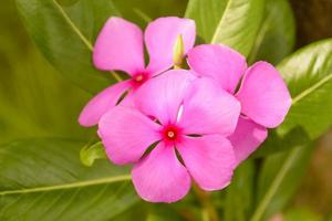 Catharanthus roseus is a species of Catharanthus native and endemic to Madagascar. photo