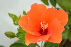 hibiscus es un género de plantas con flores en la familia de las malvas, malvaceae. foto