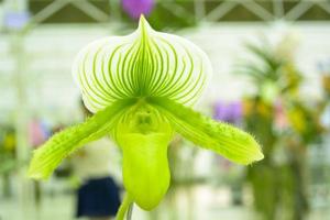 Paphiopedilum, often called the Venus slipper, is a genus of the Lady slipper orchid subfamily Cypripedioideae of the flowering plant family Orchidaceae. photo