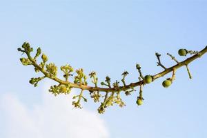 The flowers are produced. photo