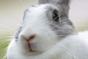 Rabbits are small mammals. Bunny is a colloquial name for a rabbit. photo