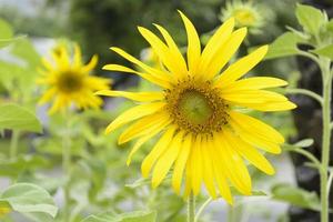 Sunflower in full bloom in field of sunflowers on a sunny day. photo