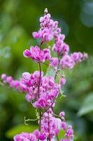 anzuelo antigonon leptopus foto